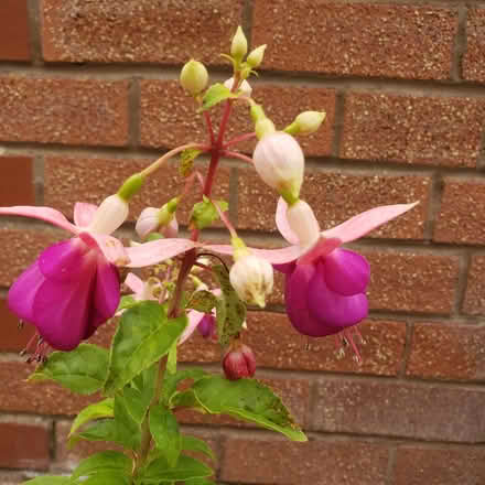 Photo of free Fuchsia (Woodhouses M33) #2