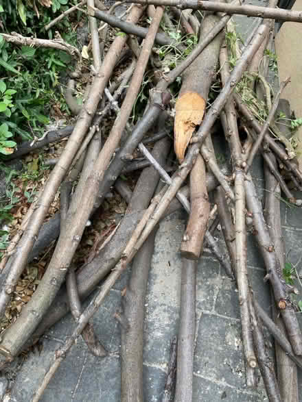 Photo of free Sticks for firewood/ kindling (Dore, S17) #1