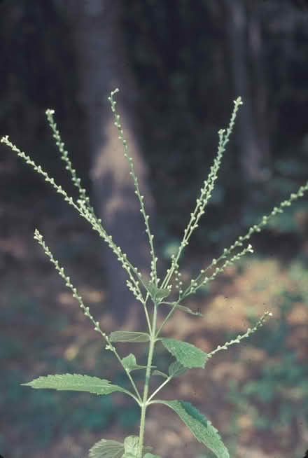 Photo of free White Vervain (Verbena urticifolia) (Duren Ave) #2