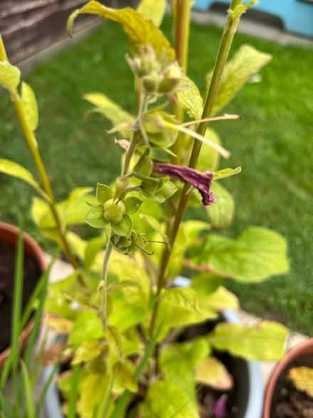 Photo of free Foxglove seeds (Tyseley B11) #1