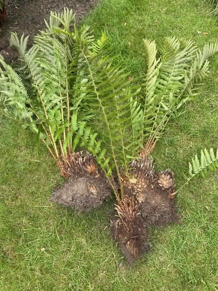 Photo of free Ferns (Horsforth LS18) #1