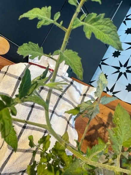 Photo of free Rooting salad tomato plants (Hampton Vale, Peterborough) #2