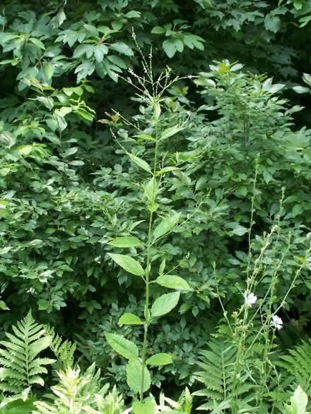 Photo of free White Vervain (Verbena urticifolia) (Duren Ave) #3