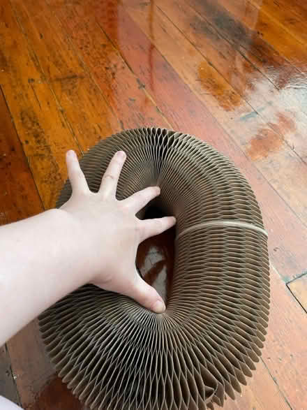Photo of free Cat toy (dtla) #2