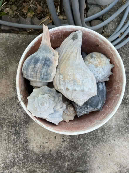 Photo of free Bucket of seashells (Countryside) #1