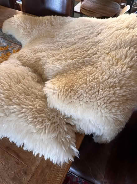 Photo of free lambs wool (Los Gatos Mountains) #1