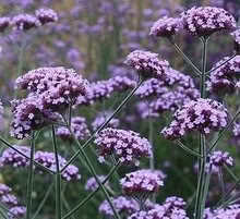 Photo of free verbena bonariensis small plants (Leigh-on-Sea SS9) #1