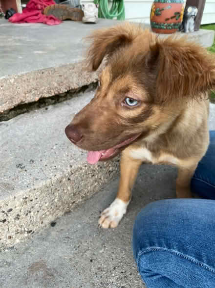 Photo of free Aussie mix (North Dayton, Texas) #4