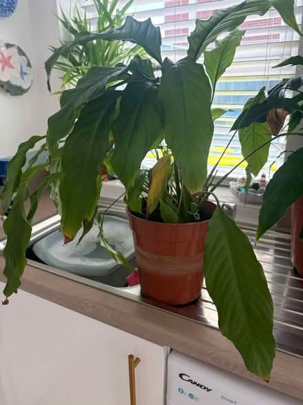 Photo of free Peace lilly (L36 Roby) #1