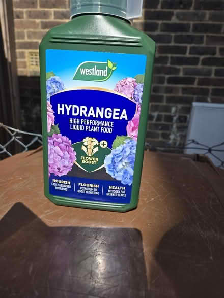 Photo of free Hydrangea feed (Royston , Field Crescent) #1