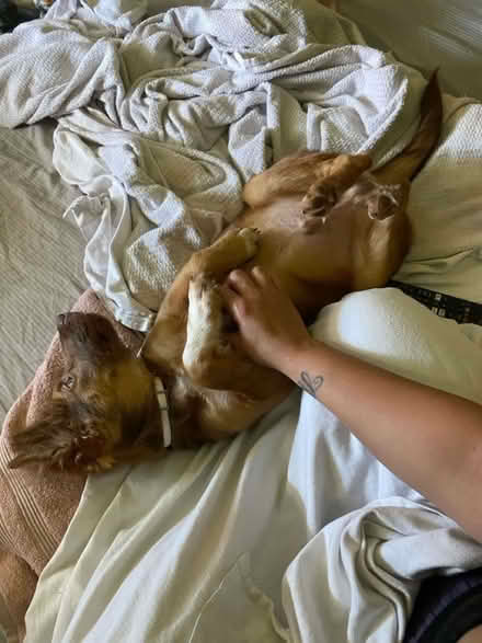Photo of free Aussie mix (North Dayton, Texas) #1