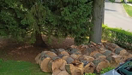 Photo of free firewood (Stratford) #1