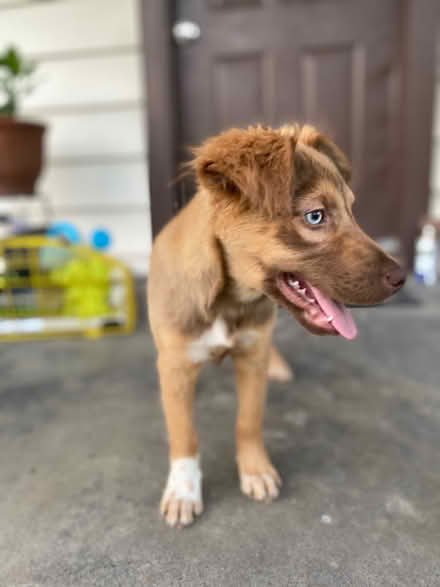 Photo of free Aussie mix (North Dayton, Texas) #2