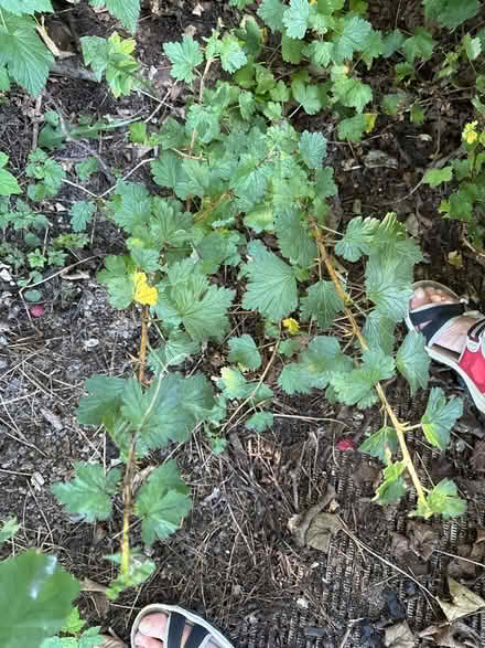 Photo of free Gooseberry plant (Eastbourne BN20) #1