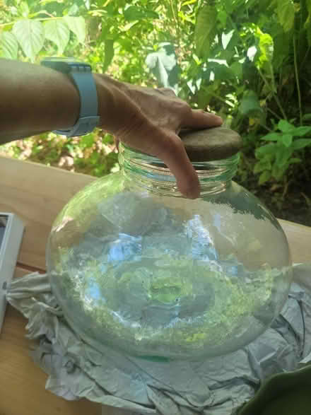 Photo of free Terrarium (mohegan lake, ny) #1