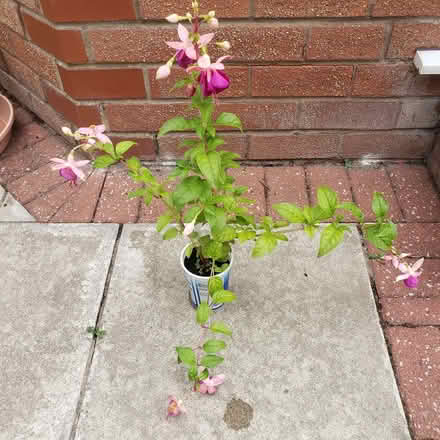 Photo of free Fuchsia (Woodhouses M33) #1