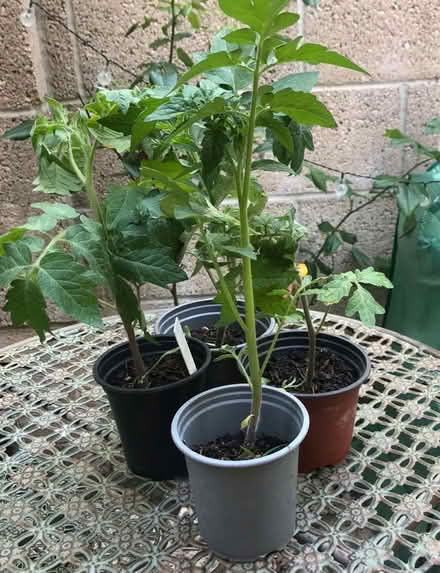 Photo of free Tomato plants (Westbury Wilts BA13) #1