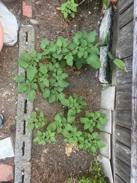 Photo of free Ground cherry plants (Brightwood Park) #1