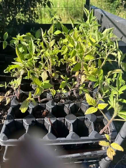 Photo of free Tomato and calendula plants (Near McFarland) #2