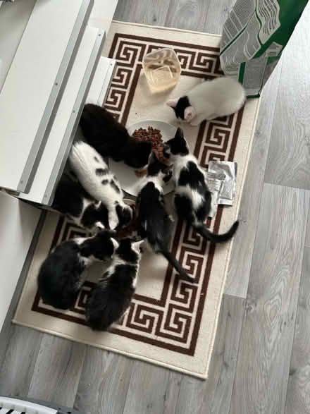 Photo of Cat and kitten supplies (Hanworth TW13) #1