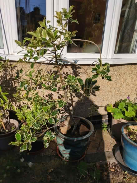 Photo of free Variegated holly bush (Botley OX2) #1
