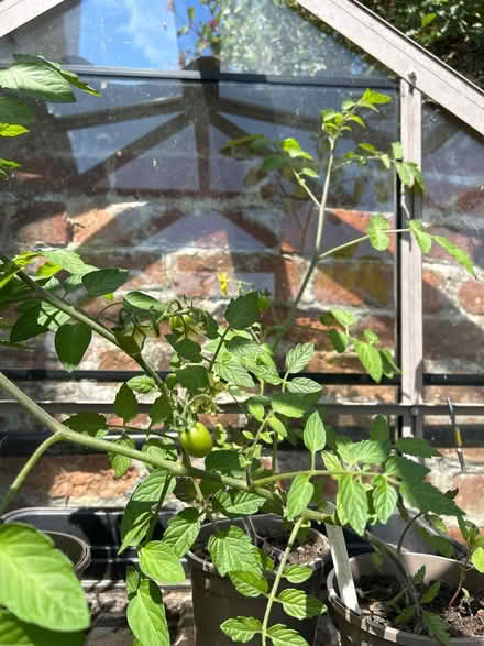 Photo of free 3 x tomato plants (South Woodchester GL5) #1