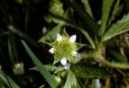 Photo of free Floodplain Avens (Duren Ave) #1