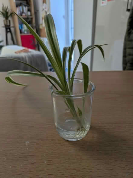 Photo of free Spider plant cutting (Highgate N6) #1