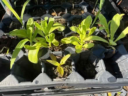 Photo of free Tomato and calendula plants (Near McFarland) #3
