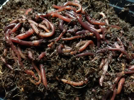 Photo of Eisenia fetida (red wigglers) (Toronto Bathurst and Eglinton) #1