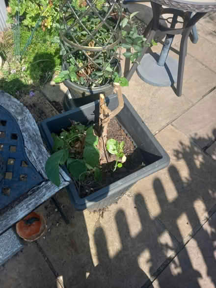 Photo of free Orchard tree (CV10) #1