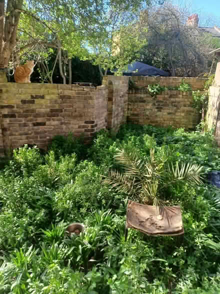 Photo of free a plum tree looking for a good Communal Home (E8) #1