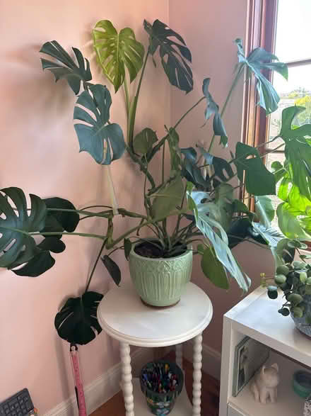 Photo of free Monstera plant (Lake Merritt) #1