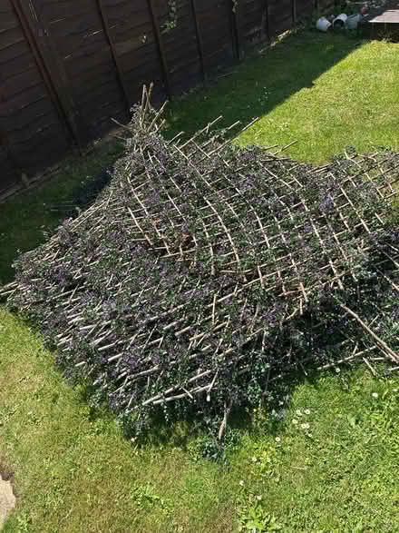 Photo of free Flower Hedge Garden Screening 2m) (KT19 8fu) #1