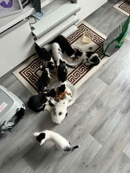 Photo of Cat and kitten supplies (Hanworth TW13) #2