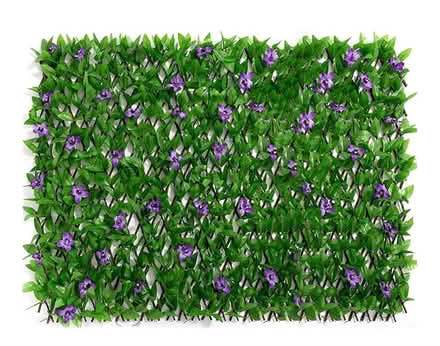 Photo of free Flower Hedge Garden Screening 2m) (KT19 8fu) #2