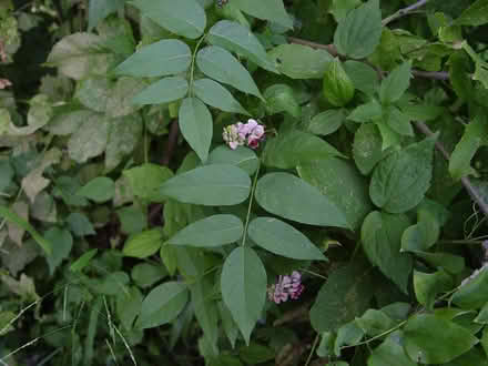 Photo of Apios americana (Duren Ave) #2
