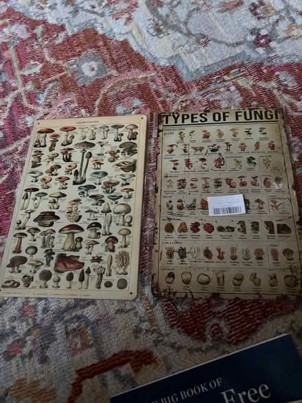 Photo of free Metal mushroom signs (Near Chelmsford Center) #1