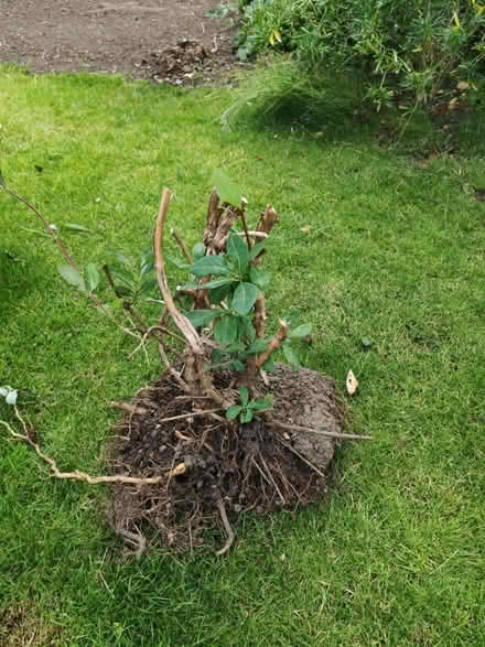 Photo of free Honeysuckle (Greasby) #1