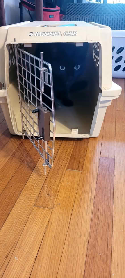 Photo of free Small Kennel Cab (Near Uptown Minneapolis) #1