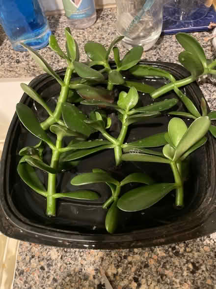 Photo of free Jade Plant Cuttings (Raytown) #1