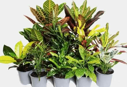 Photo of Croton cuttings for propagation (Yonge and Lawrence) #1