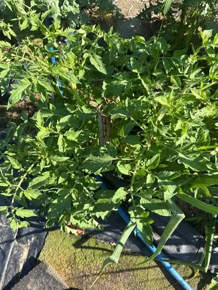 Photo of free Tomato and calendula plants (Near McFarland) #1
