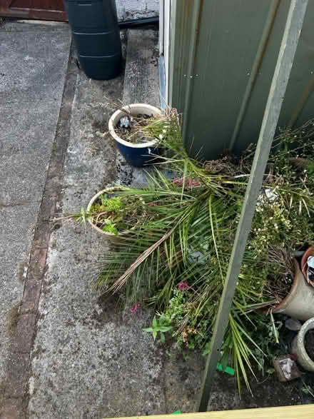 Photo of free Plant pots (Birkenhead) #2