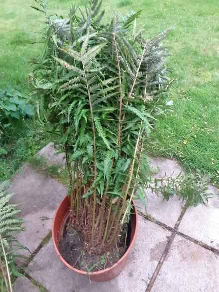 Photo of free Large fern (Southport PR8) #1