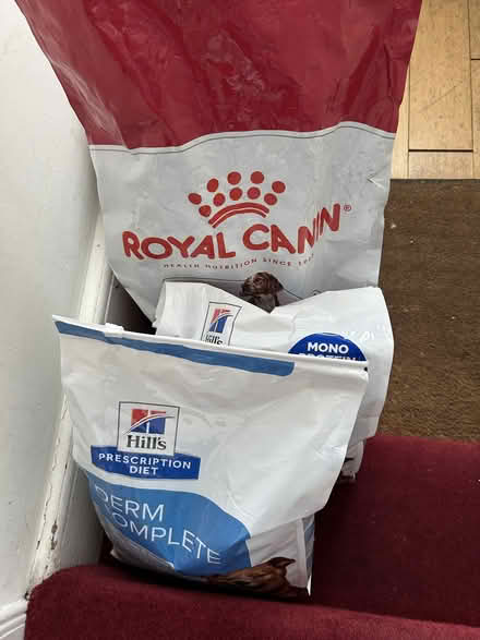 Photo of free dog food (King's Cross N1) #1