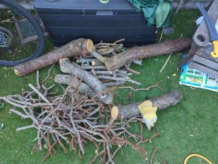 Photo of free Stag horn sumac timber (Hanworth TW12) #1