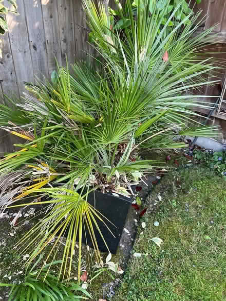 Photo of free Garden palm plant (Poole BH14) #1