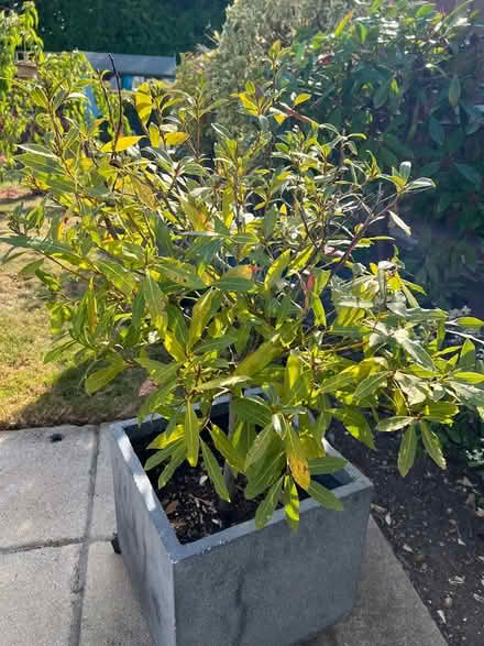 Photo of free Bay trees in pots (Poole BH14) #1
