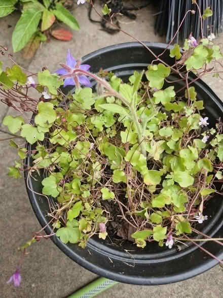 Photo of free Pellitory of the wall plant (Wigmore HR6) #1